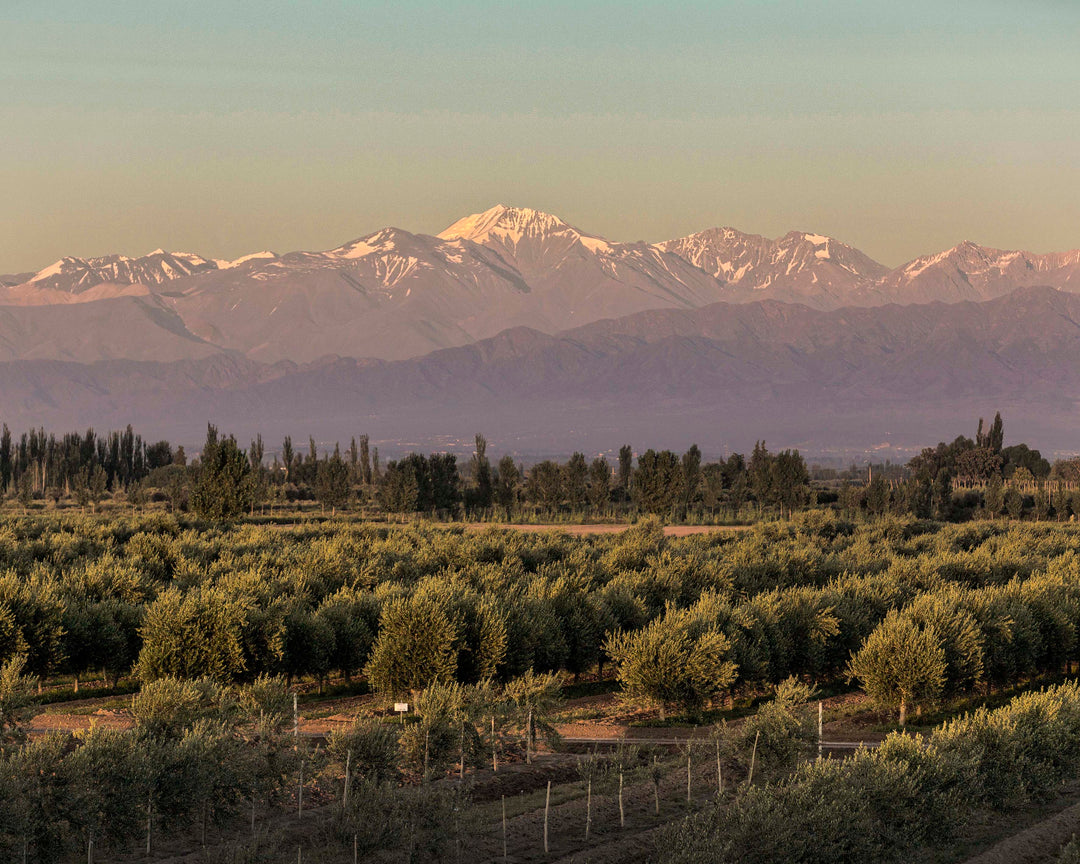 Oliiv - High-Polyphenol Organic Extra Virgin Olive Oil