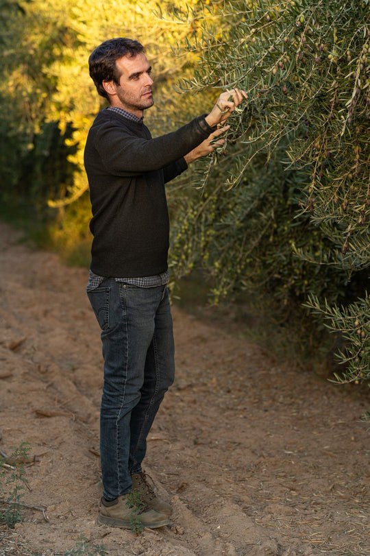 Oliiv - High-Polyphenol Organic Extra Virgin Olive Oil